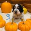 Roan springer spaniel pups 