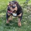 Male Olde English Bulldogge /Blue Tri/ ABKC