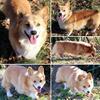 AKC Pembroke Welsh Corgi Stud OFA/CAER/Full Panel Health Tested