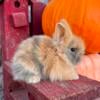 Lionhead bunnies available!