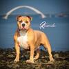American bully for sale