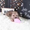 Abby Precious Female Shorkie