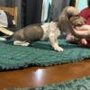 Akc mini doxies avail for loving families