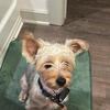 Rehoming Yorkie