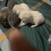 Thai blood kittens