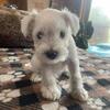 Purebred Miniature Schnauzer Puppies for sale.