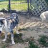 Reg. Siberian Husky/Austrian Shepherd