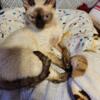 Devon rex seal point adult female   daisy