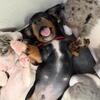 Shorthair Mini Dachshund