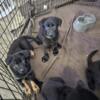 German shepherds Ready for homes!