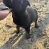 Belgian Shepherd Puppies