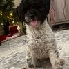 AKC TOY POODLE STUD