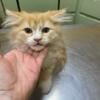 CFA Registered Red/White Bi-Color Male Persian Kitten