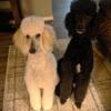 AKC Rare Poodle Puppies For Sale!