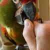 Red Fronted Macaw For sale