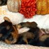 Female Yorkie Available to Love.