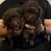 Chocolate Brown Male Toy Poodle Puppy $1000 (SOLD)