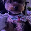 Teacup Yorkie Stud