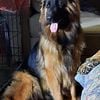 Beautiful Long Coat Germen Shepherds (show line) puppies for sale