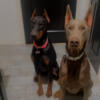 European Dobermans Puppies