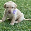 Lab Puppy Female AKC-Justice