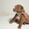 Dot - Looking for a loving home