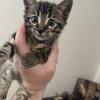 Cheap 12 Week Old Silver Bengal kittens !