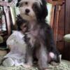 Sweet Crested-Tzu Puppies