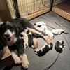 Sheepadoodle Puppies