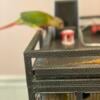 Hand fed baby pineapple Green Cheek conures