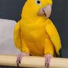 Golden Conure - Darla