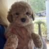 Toy poodle he is 7 weeks old