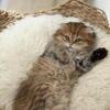 Winston Theodore Scottish Fold
