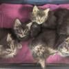 Maine coon kittens