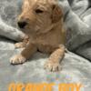 Maggie's Orange Boy - F1bb Standard Goldendoodle - Morehead, KY