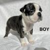 AKC Brindle Boston Terrier Puppies