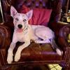 Husky female - SHAKIRA  (STRIKING WHITE EYES)