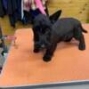 Akc Scottish terrier s