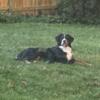 Bernese Mountain Dog