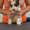 AKC Border Collie Puppies