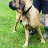 English Mastiff