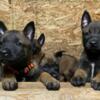 Belgian Malinois pups