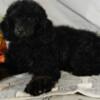 AKC phantom poodle puppies: Russian and German lines