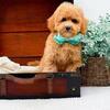 Mini Goldendoodles ready for their forever home
