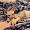 Orange Sphynx Male