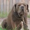 Male Neapolitan Mastiff for sale . 5 years old