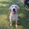 AKC Registered Lab 