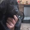 Akc Labrador retrievers