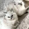 2 Purrdoll female Kittens, Ragdoll Designer Crossbreed