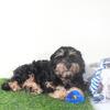 Milo Adorable Black and Tan Cavapoo Puppy